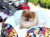 Sempatik Lola