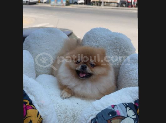 Sempatik Lola görsel