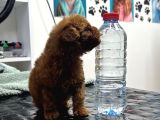 Teacup Poodle Yavrular