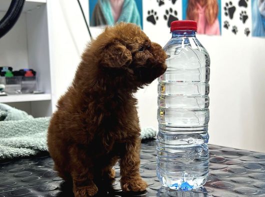 Teacup Poodle Yavrular görsel