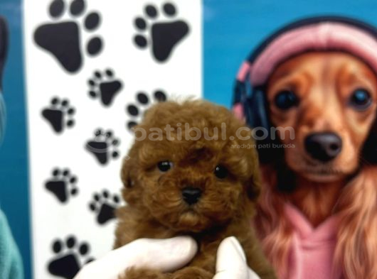 Teacup Poodle Yavrular