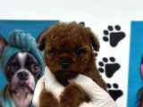 Teacup Poodle Yavrular