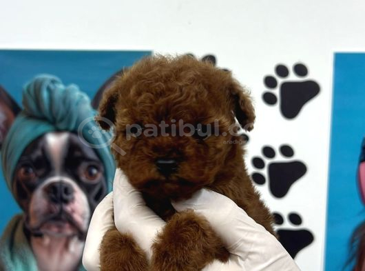 Teacup Poodle Yavrular görsel