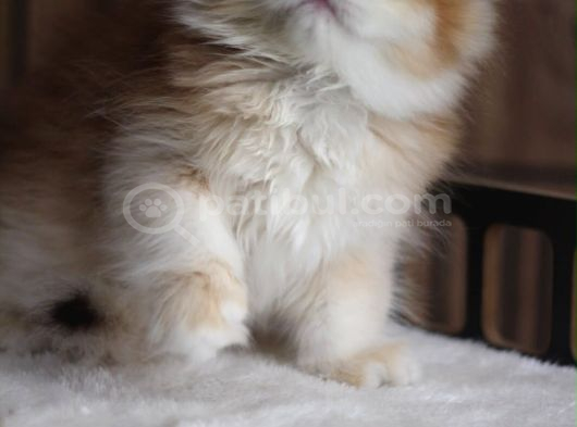 Brıtısh Golden Longhaır görsel