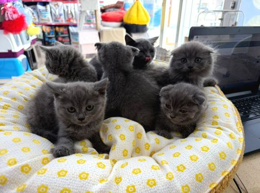 British Scotish Kedi görsel