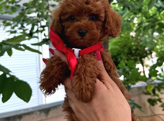 Sevimli Küçük Boy Poodle görsel