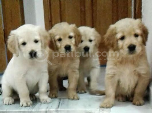 Orjinal Golden Retri̇ever Yavrularımız