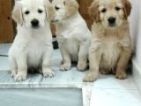Orjinal Golden Retri̇ever Yavrularımız