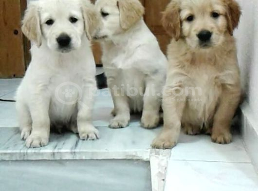 Orjinal Golden Retri̇ever Yavrularımız görsel