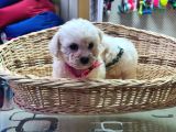Orjinal Bichon Fri̇se Yavrularımız