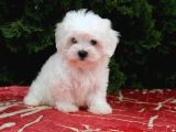 Muhteşem Maltese Yavrularimiz