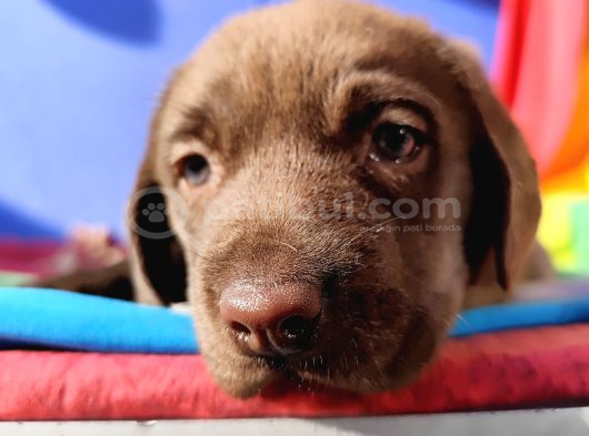 Üreti̇ci̇den A Plus Kali̇te Labrador Yavrular görsel