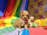 İnanilmaz Güzelli̇kte Malti̇poo Yavrular