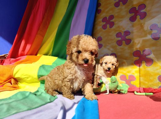İnanilmaz Güzelli̇kte Malti̇poo Yavrular görsel