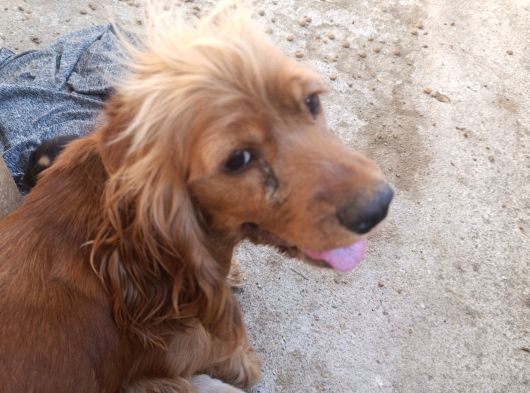 İngiliz Cocker görsel