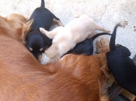 İngiliz Cocker görsel
