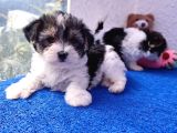 Neşe Kaynağı Orjinal Morkie