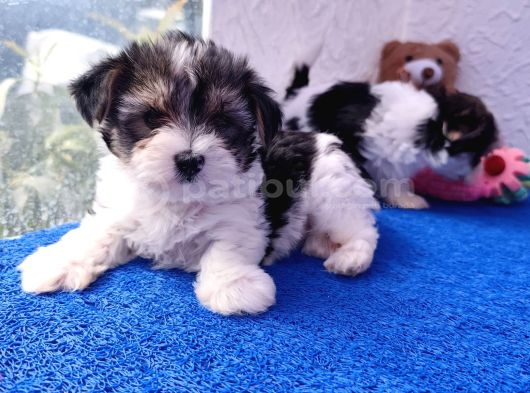Neşe Kaynağı Orjinal Morkie görsel
