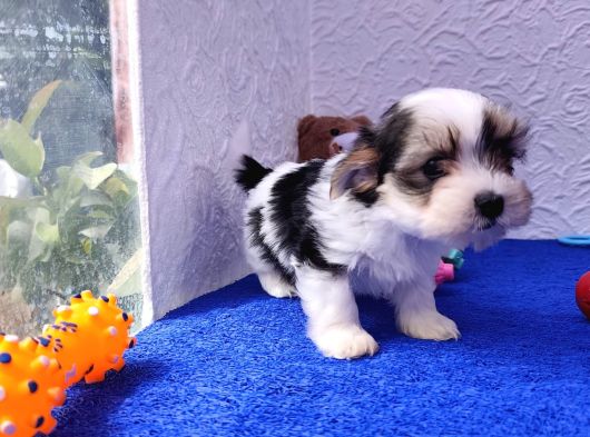 Neşe Kaynağı Orjinal Morkie görsel
