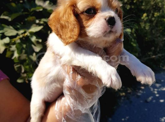 Orjinal Cavalier King Charles Yavrularımız görsel