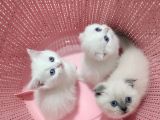 Mis Gibi Scottish Fold Ve British Yavrular Teslime Hazır