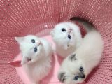Mis Gibi Scottish Fold Ve British Yavrular Teslime Hazır