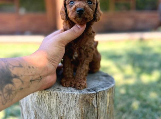 Orijinal Toy Poodle Yavrular Sakarya görsel