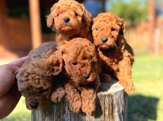 Orijinal Toy Poodle Yavrular Sakarya