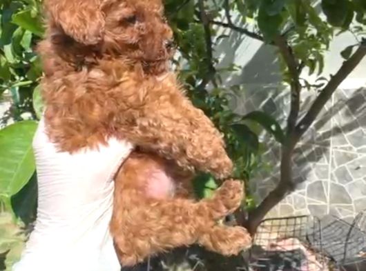 Tea Cup Sıfır Numara Bir Buçuk Kilo Garantili görsel