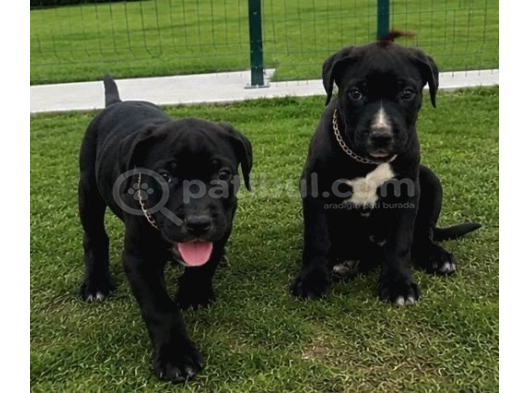 Cane Corso Yavrularımız