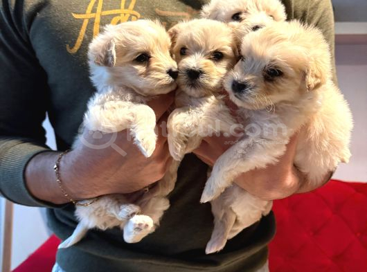 Maltipoo Yavrularımız Uygundur görsel