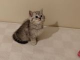 British Shorthair Dişi