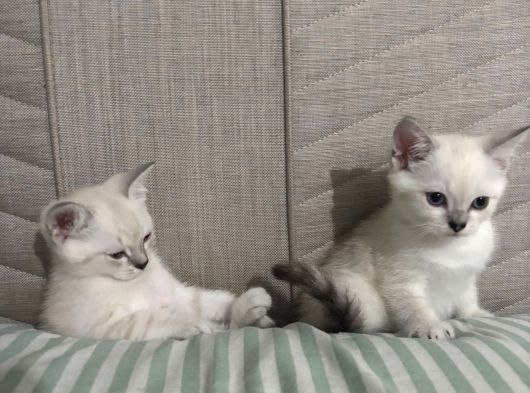 British Shorthair Cam Mavisi Yavrular görsel
