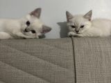 British Shorthair Cam Mavisi Yavrular