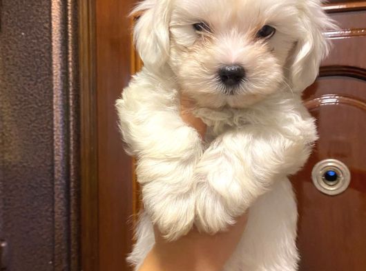 Maltese Terier Yavrularımız görsel