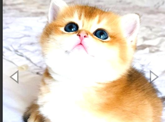 Bal Köpüğü A Kali̇te Bri̇thi̇ş Şhorthai̇r Golden Yavrula görsel
