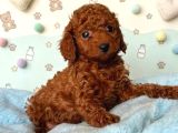 Toy Poodle Sevi̇mli̇ Yavrular Ev Üreti̇mi̇