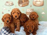 Toy Poodle Sevi̇mli̇ Yavrular Ev Üreti̇mi̇