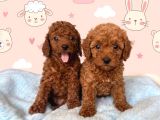 Toy Poodle Sevi̇mli̇ Yavrular Ev Üreti̇mi̇
