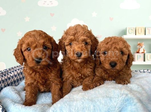 Toy Poodle Sevi̇mli̇ Yavrular Ev Üreti̇mi̇ görsel