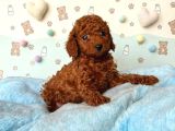 Toy Poodle Sevi̇mli̇ Yavrular Ev Üreti̇mi̇