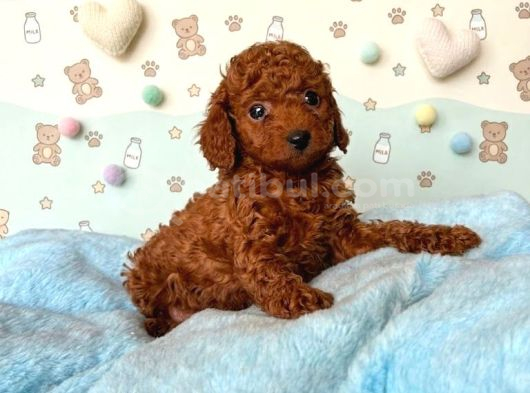 Toy Poodle Sevi̇mli̇ Yavrular Ev Üreti̇mi̇ görsel