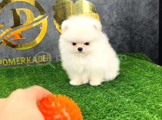 Pomerri̇an Boo Sevi̇mli̇ Yavrular görsel