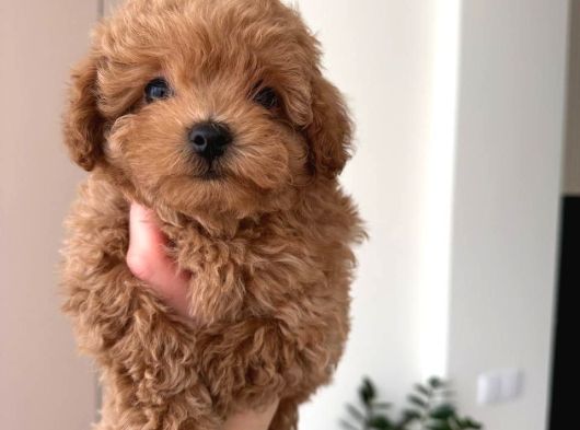 Malti̇poo Ci̇nsi̇ Yavrular Ev Üreti̇mi̇ görsel