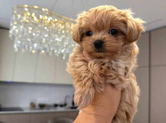 Malti̇poo Ci̇nsi̇ Yavrular Ev Üreti̇mi̇ görsel