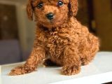 Tatlı Tadında Yemelik Poodle Bebekleri