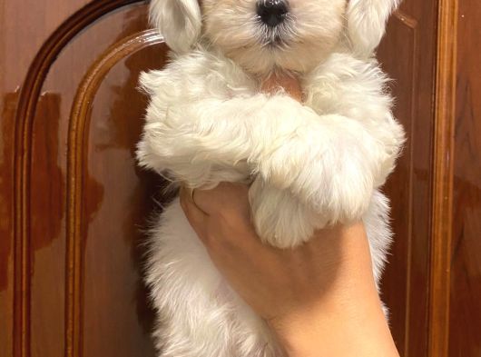 Maltese Terier Yavrularımız görsel