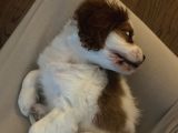 3 Aylık Sağlıklı Erkek Cavalier King Charles Spaniel