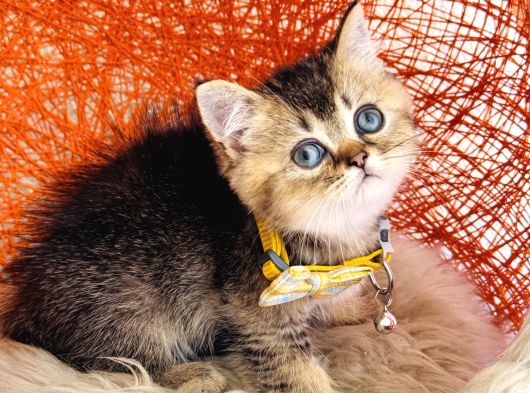 British Shorthair Black Golden görsel