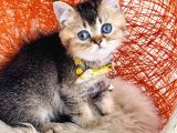 British Shorthair Black Golden